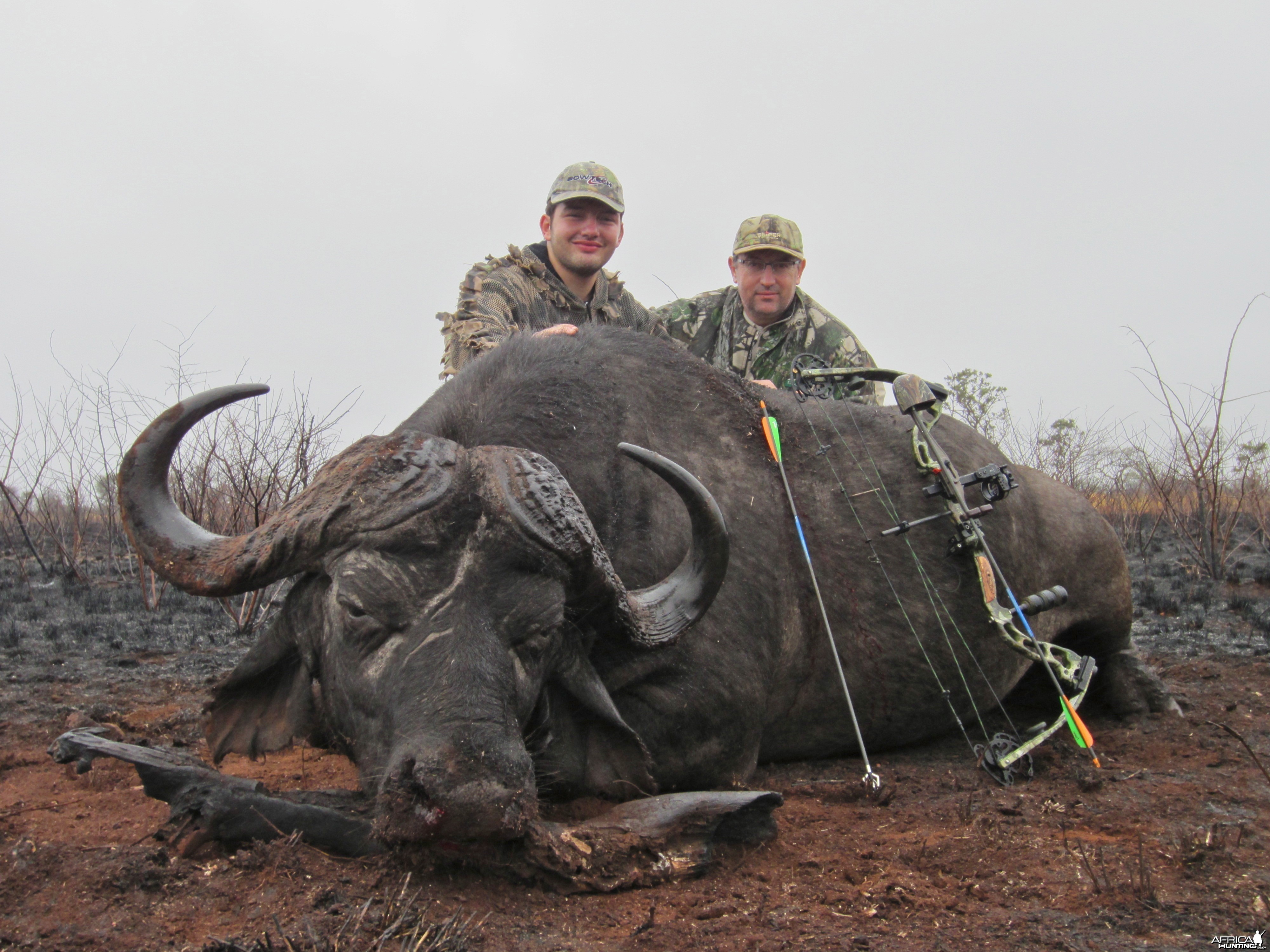 Buffalo ~ Mozambique