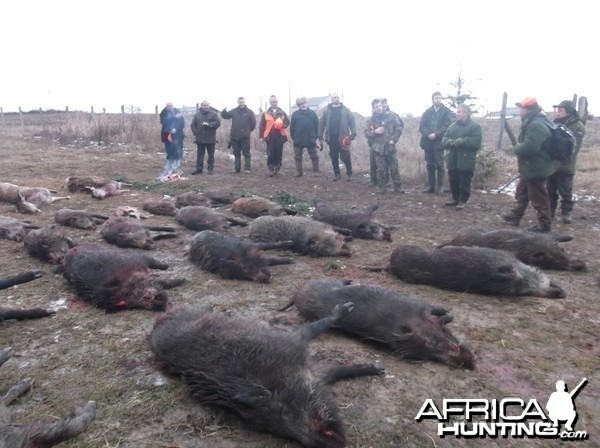 Hunting Boar in Hungary