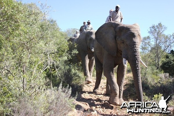 Elephant Back Safari with Ferdi Venter Hunting