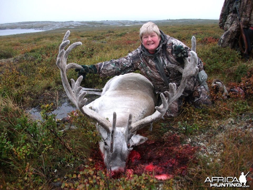 Caribou