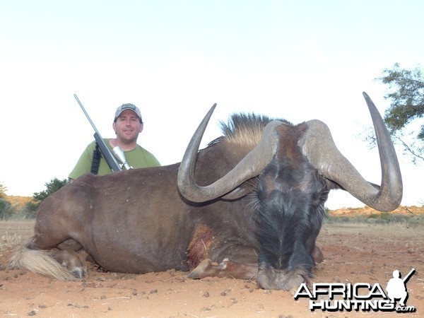 Black Wildebeest