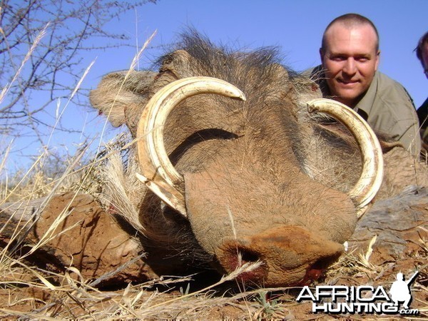 Big warthog female