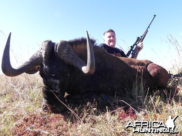 Black Wildebeest