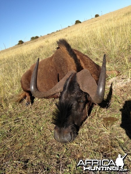 Black Wildebeest