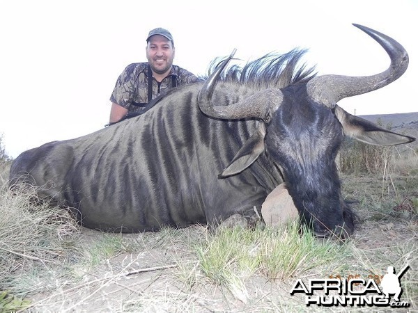 Blue Wildebeest