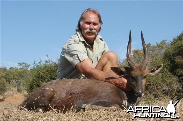 Cape Bushbuck