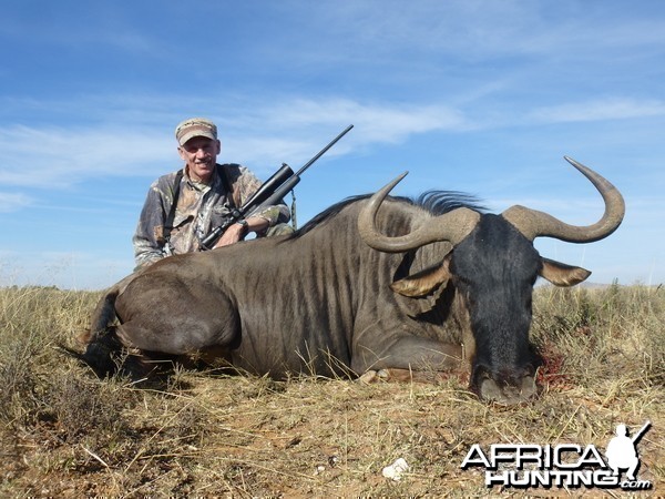 Blue Wildebeest