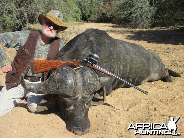 cape buffalo bull