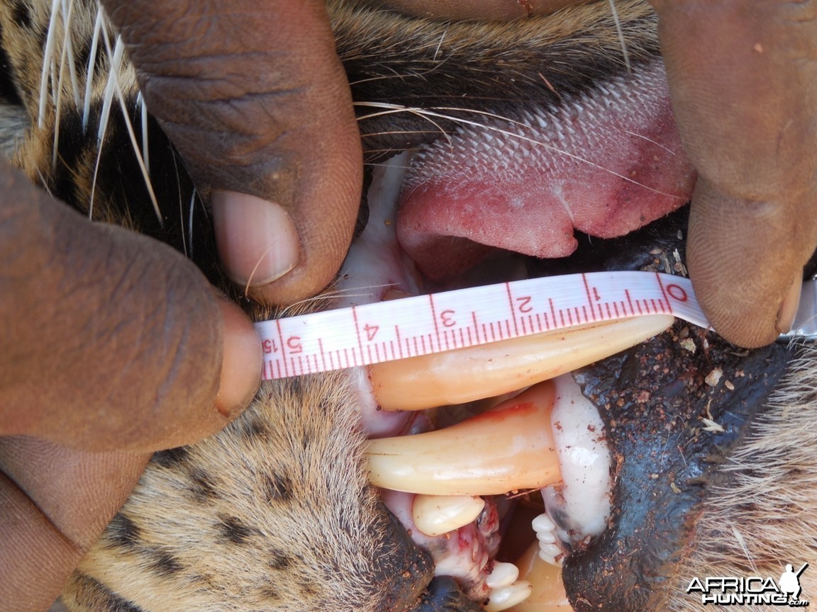 Leopard Fang
