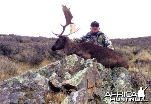 Free range Fallow Buck