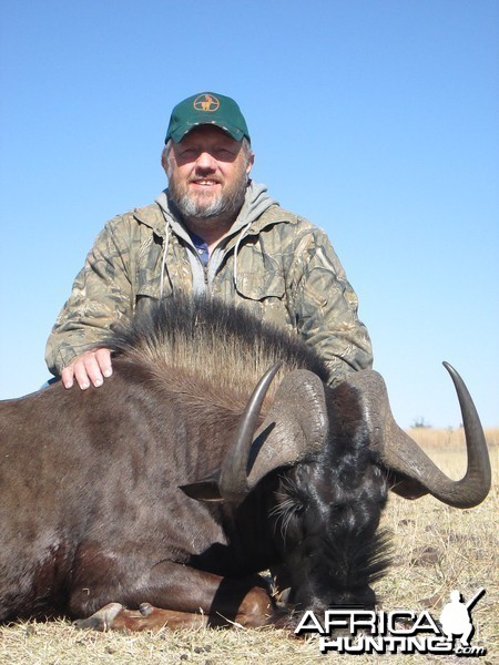 Black Wildebeest