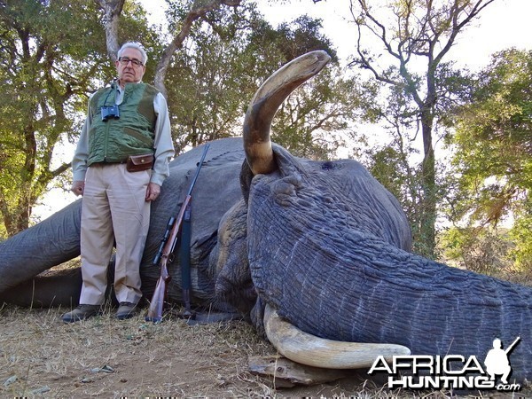 South African Elephant