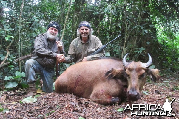 Dwarf Forest Buffalo, Eastern Cameroon