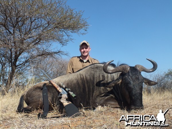 Blue wildebeest