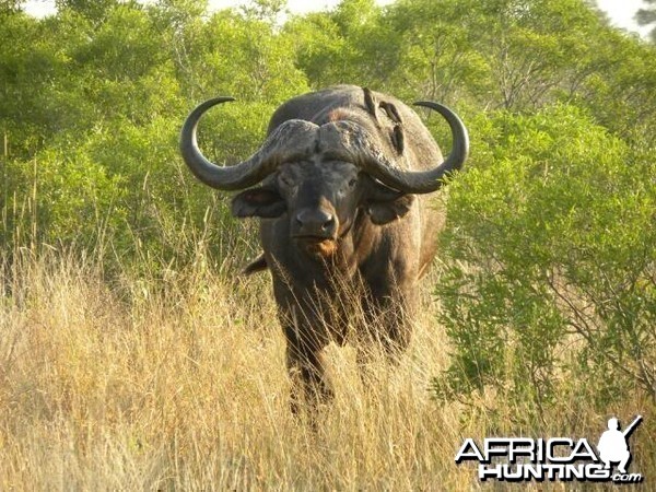 Cape Buffalo in South Africa