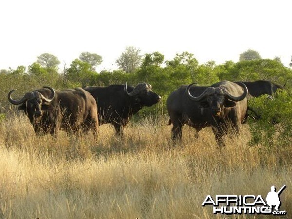 Cape Buffalo in South Africa