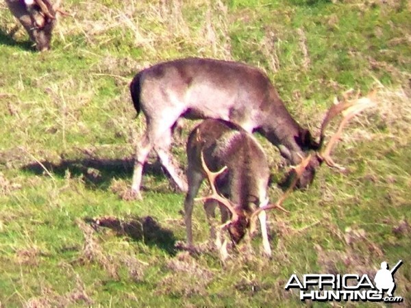 Free Range Fallow Buck