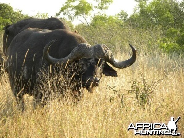 Cape Buffalo in South Africa