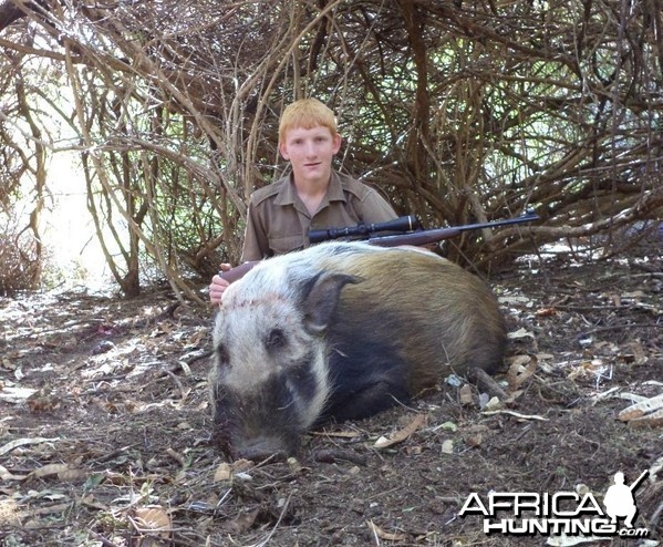 African Bushpig shot at King's Kloof