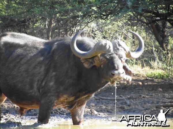 Good bull Buffalo at the waterhole