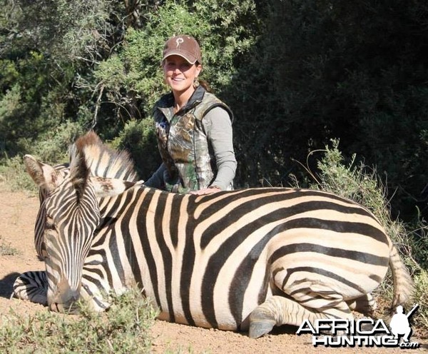 Burchell's Zebra hunted in Kleinemonde, Eastern Cape, South Africa.