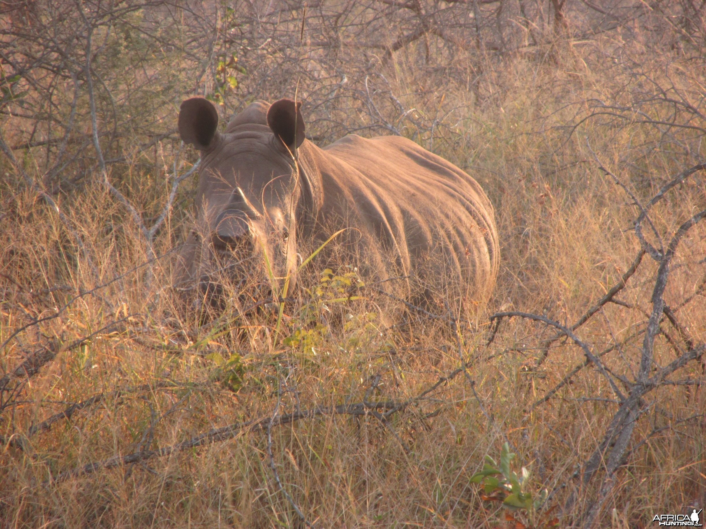 rhino SA 2014