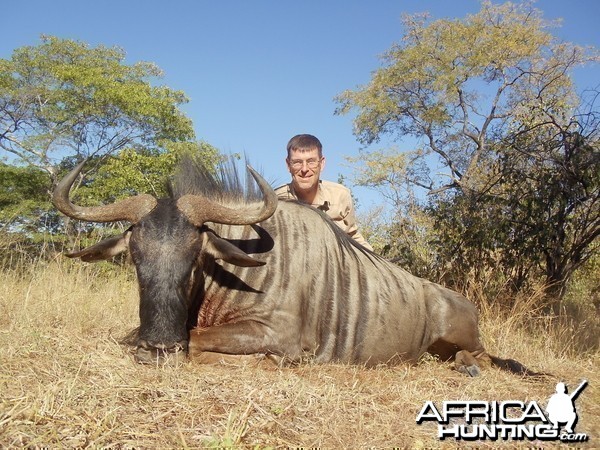 blue wildebeest zim