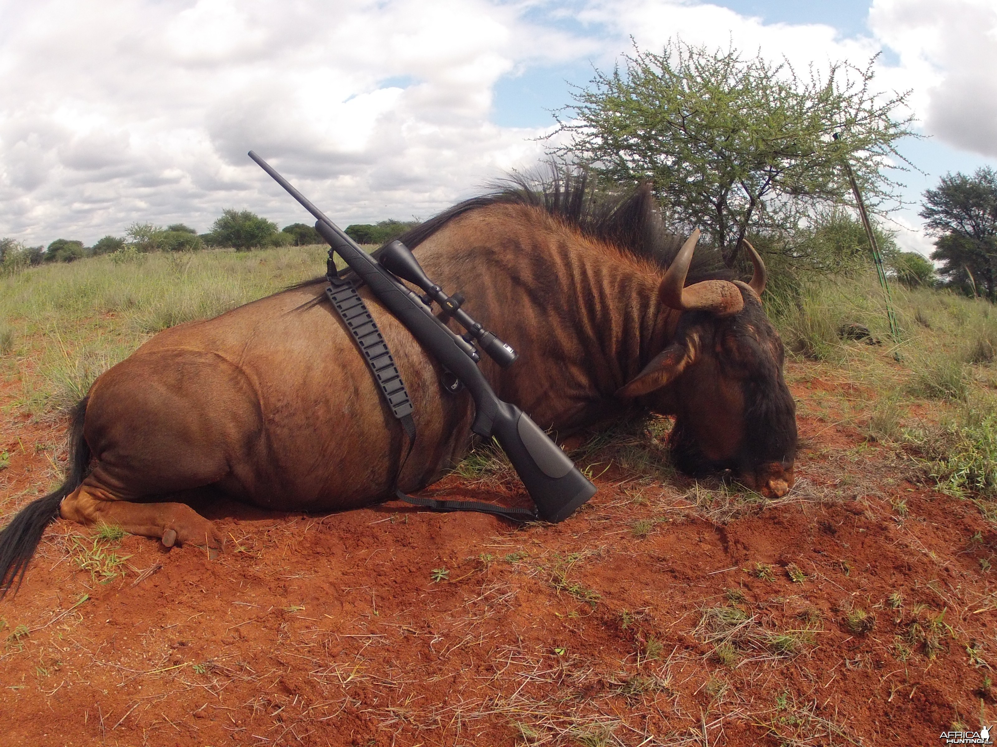 Blue Wildebeest