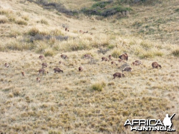 New Zealand Tahr