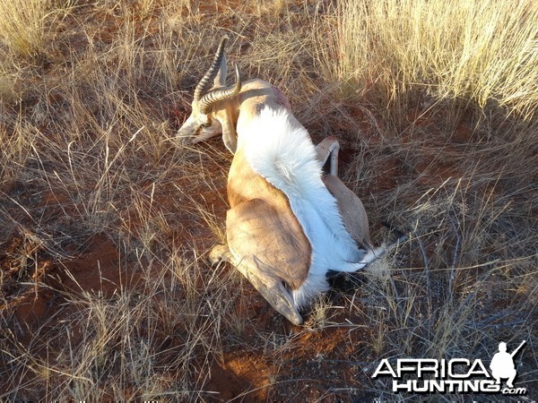 springbok flared