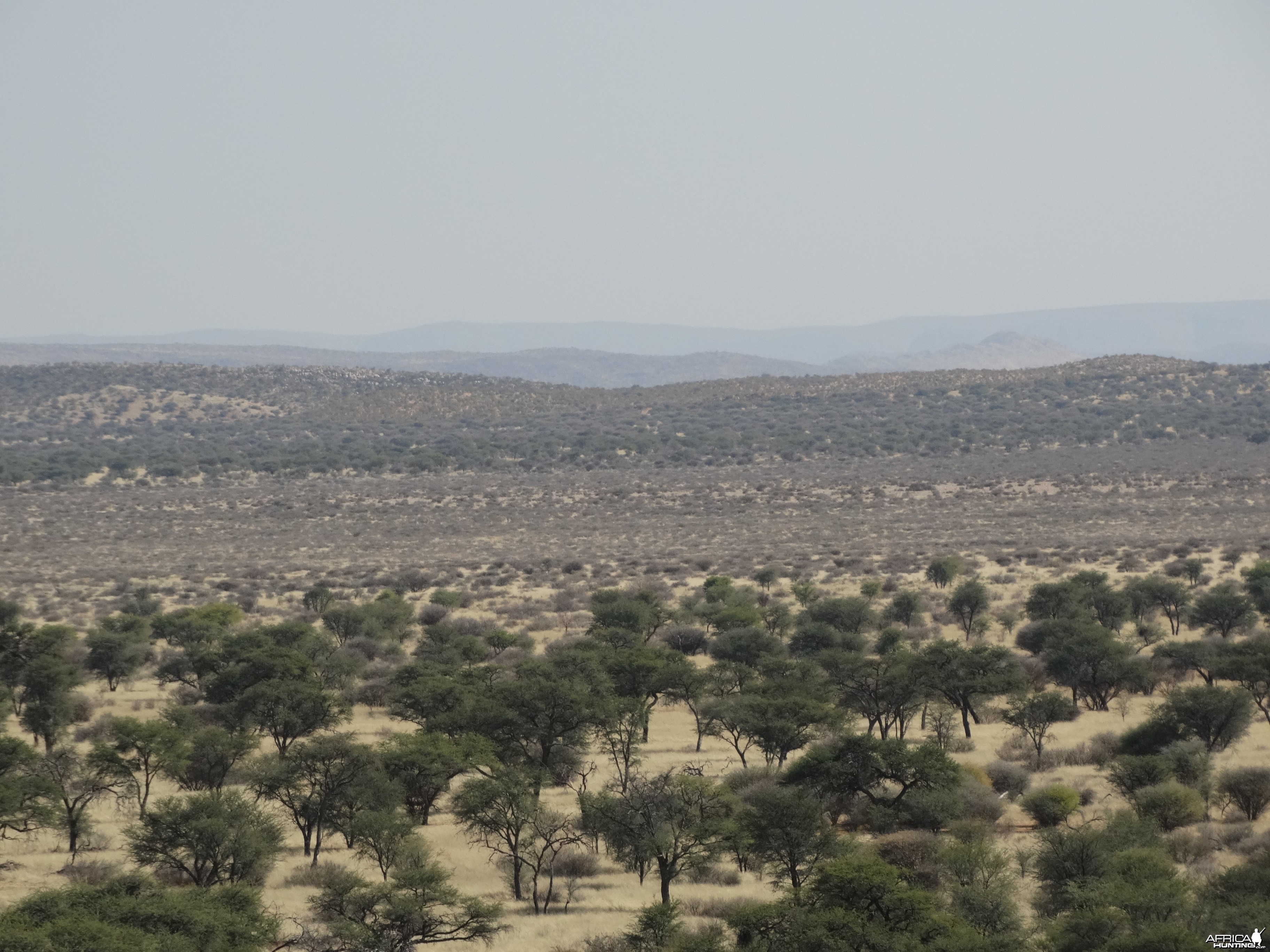 camelthorn and blackthorn at Kowas