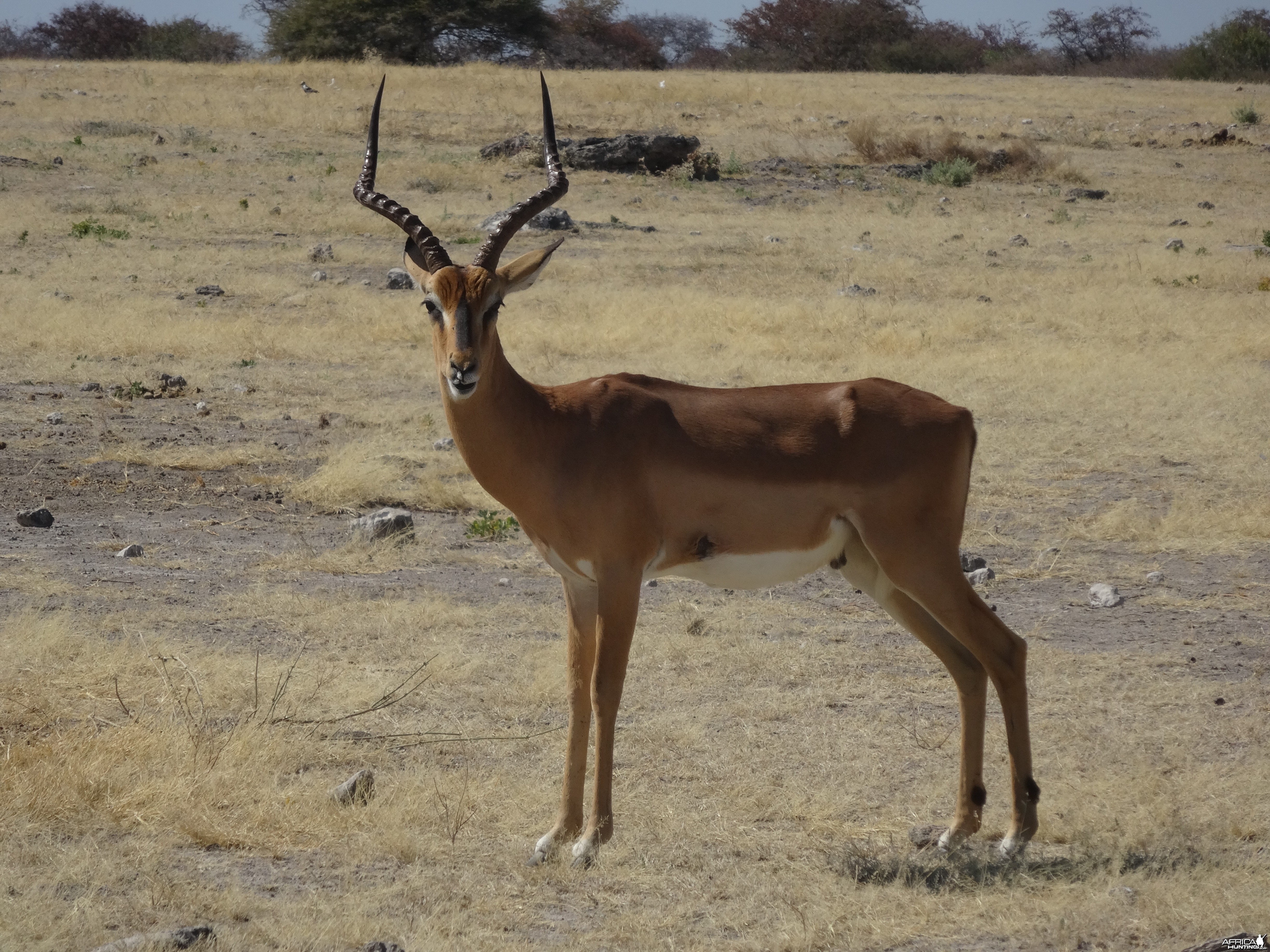 impala ram