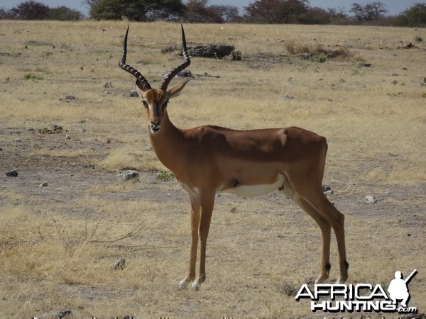 impala ram