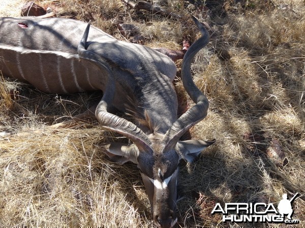 kudu with &quot;3rd horn&quot;