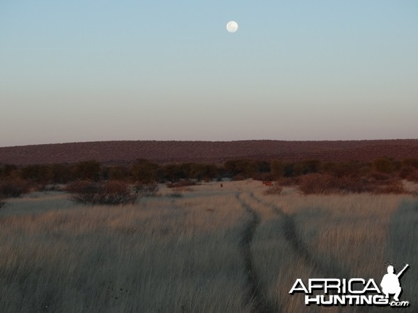 moonrise with red hartebeest