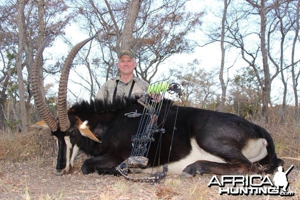 Sable antelope