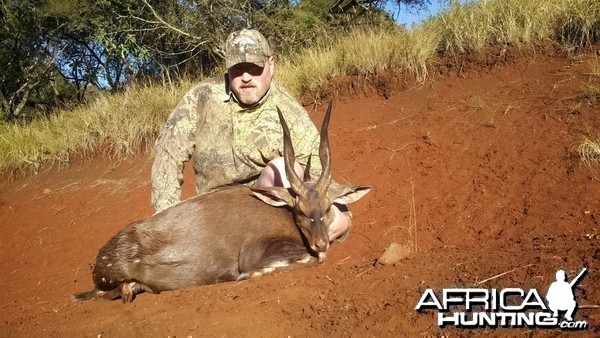 Bushbuck