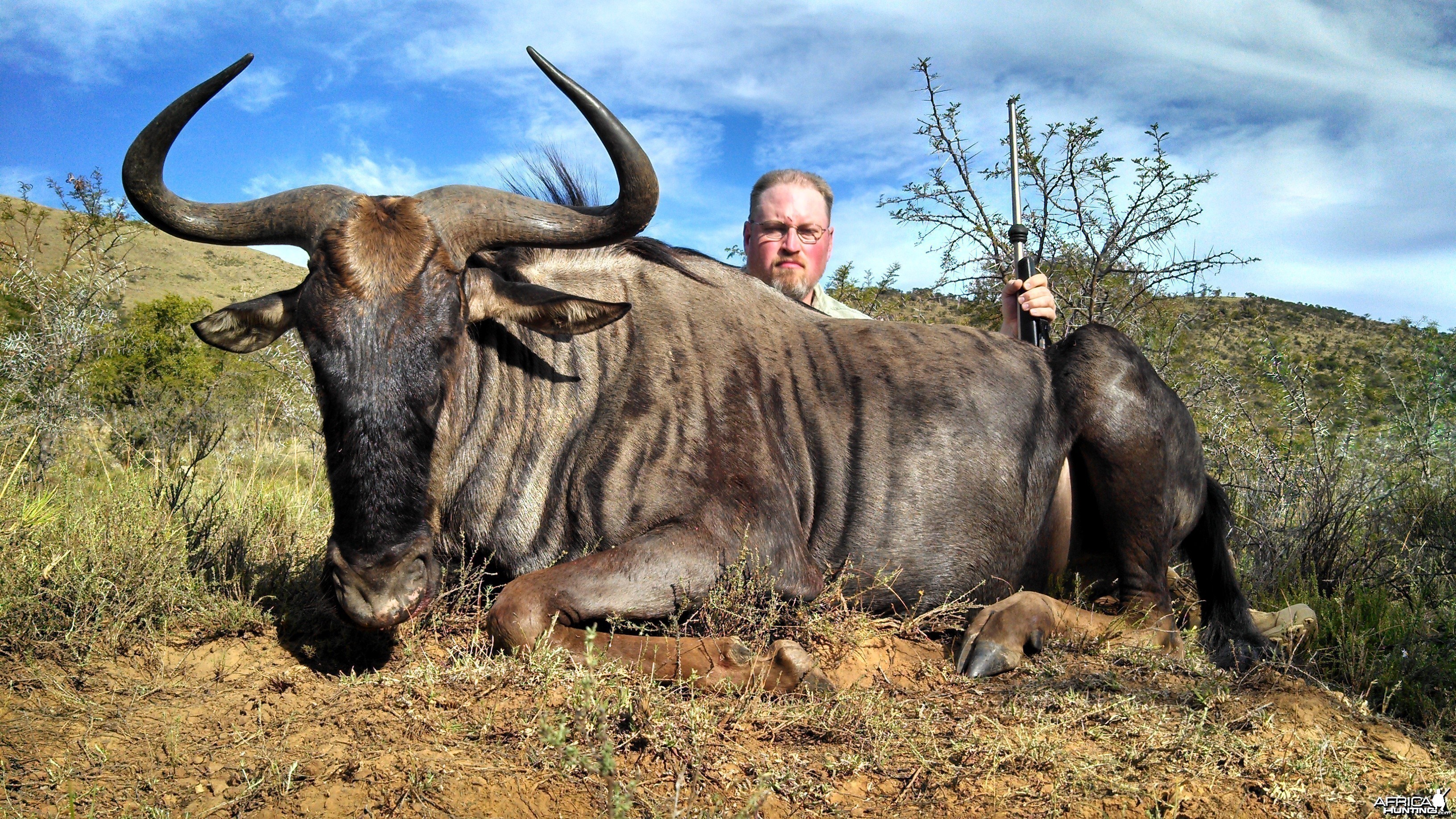 Blue Wildebeest