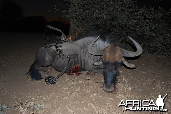 Blue Wildebeest male