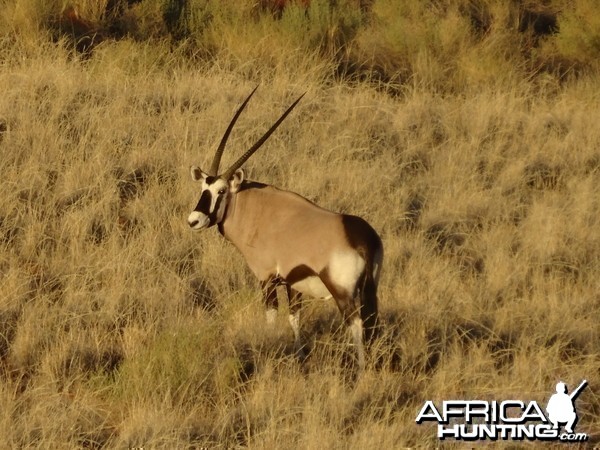 oryx in white hair grass