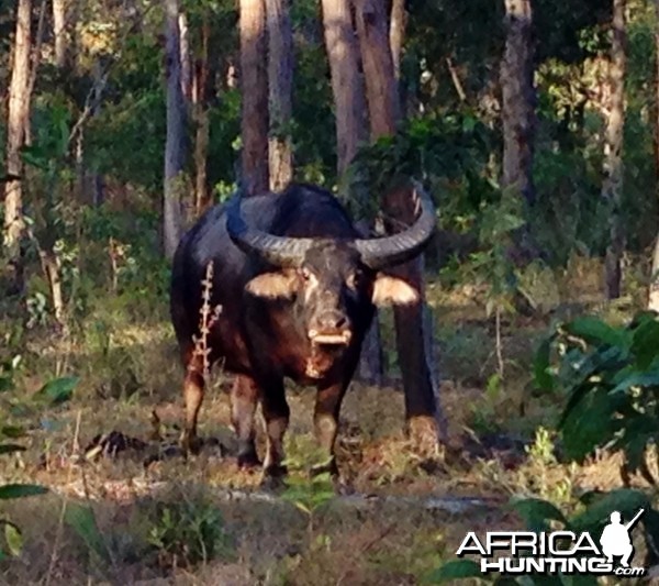 Water Buffalo