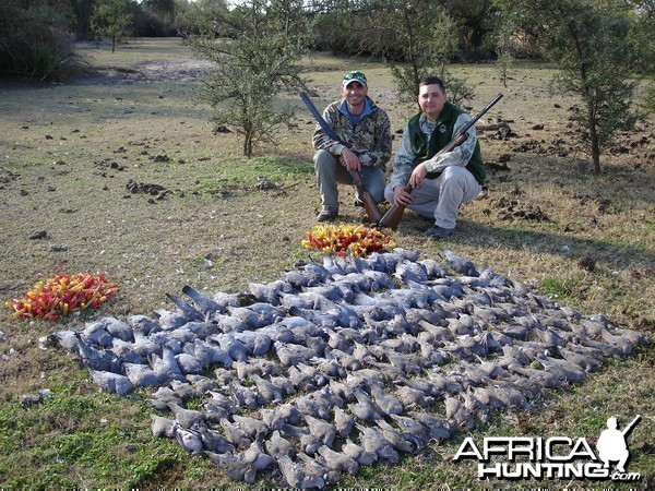 Dove Hunting in Argentina