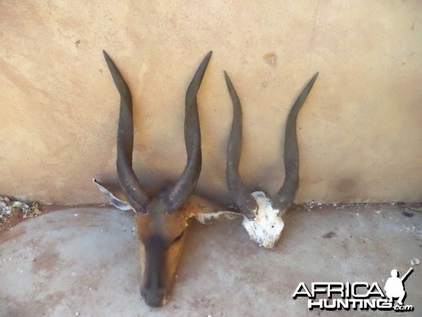 Bushbuck horns - left, retrieved from leopard catch and right  was hunted