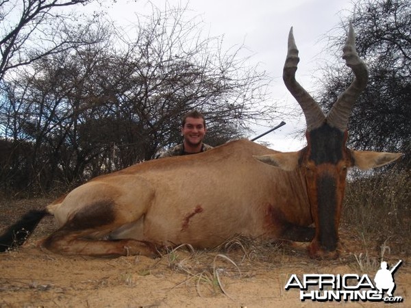 Red Hartebeest