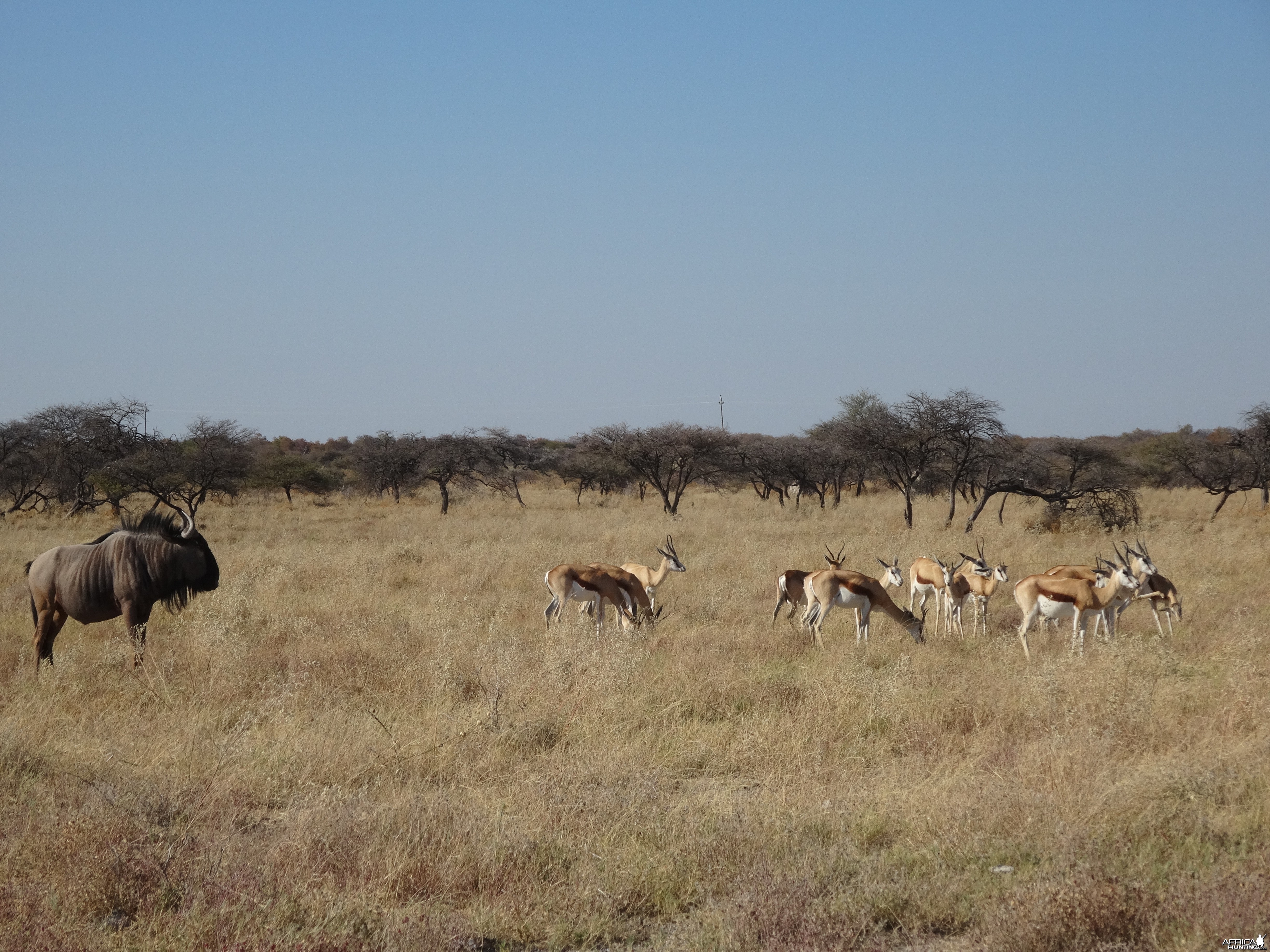blue wildebeest and springbok Etosha