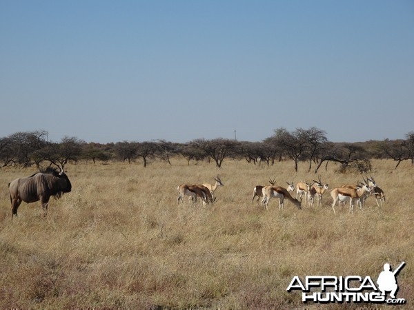 blue wildebeest and springbok Etosha