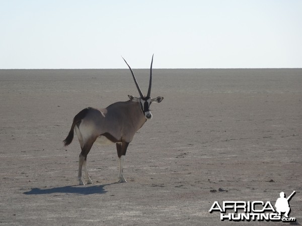 oryx on the Etosha pan