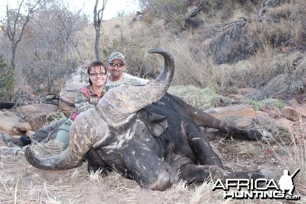 Cape Buffalo