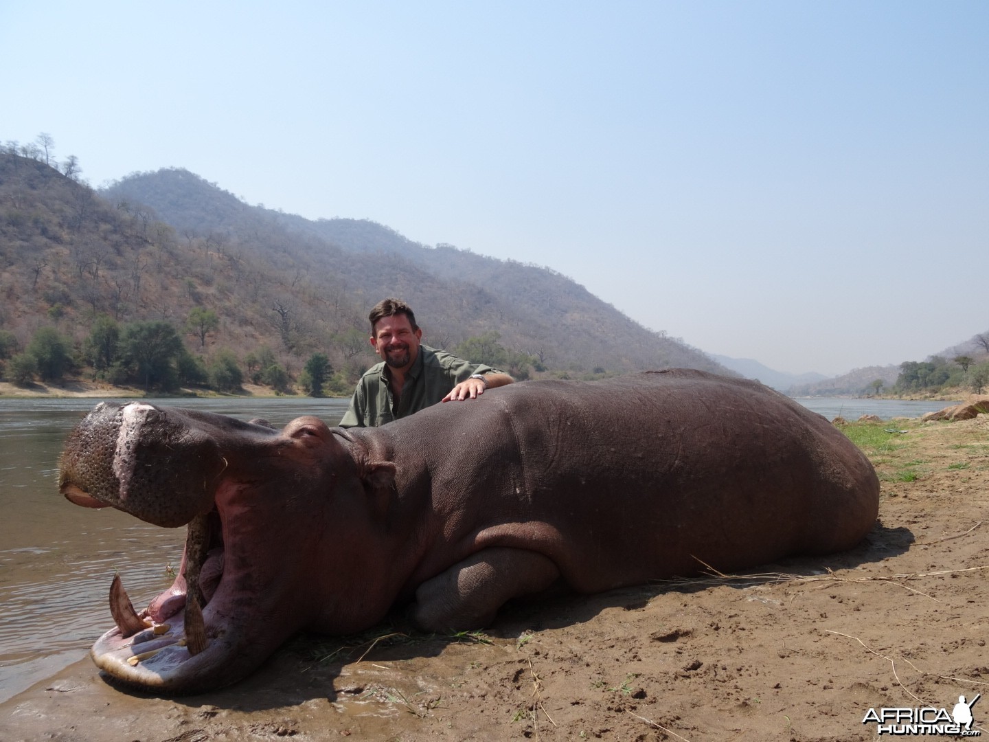 Hippo