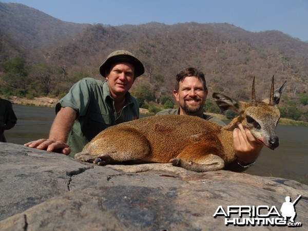 klipspringer